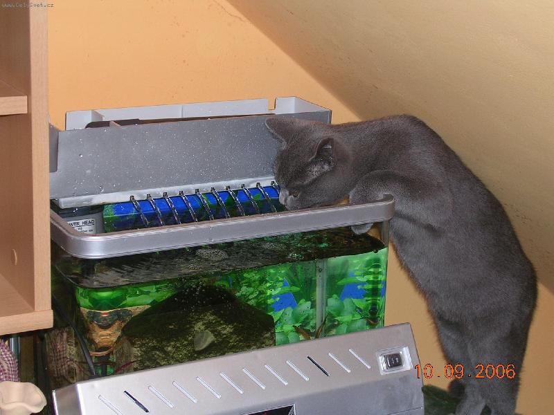 Foto: Britka-Baffy - pomocnice