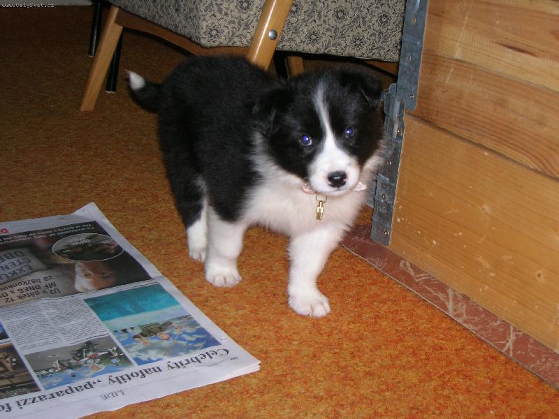 Foto: Border kolie-Lussinka