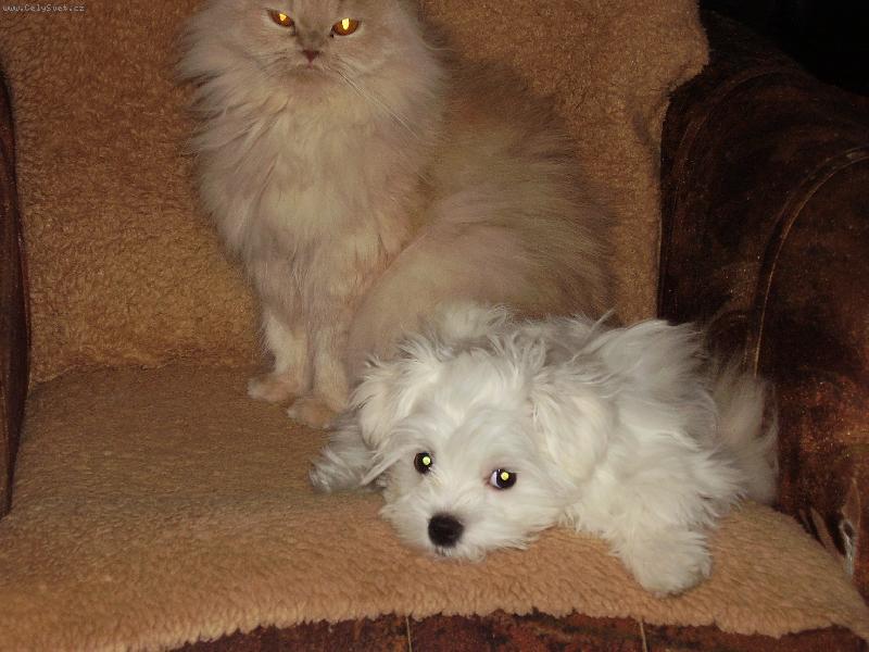 Foto: NELINA Z KOSTELCE N � LESY