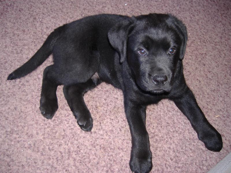 Foto: SID-10. t�den� k��enec Labradora s Rotvajlerem