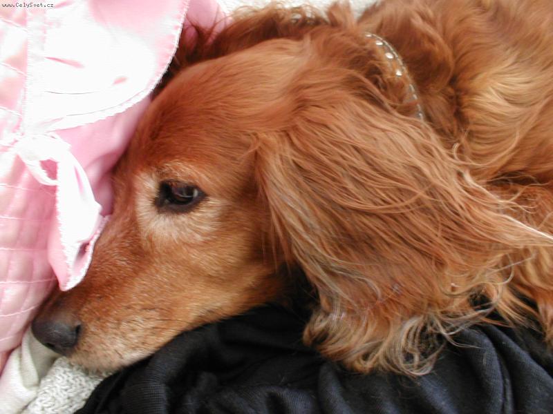 Foto: U�lechtil� hlava �apky