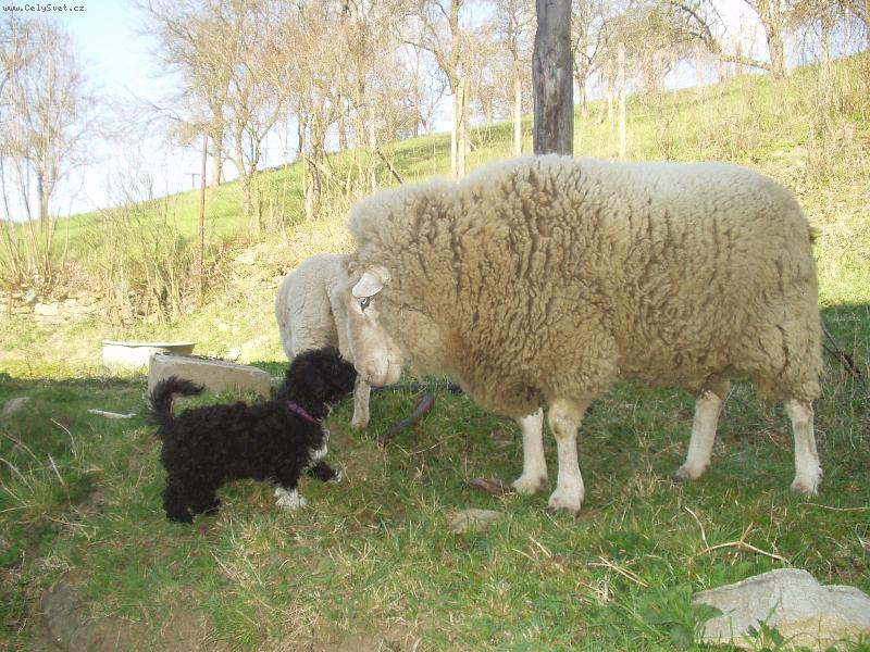 Foto: kamar�di-velikonoce