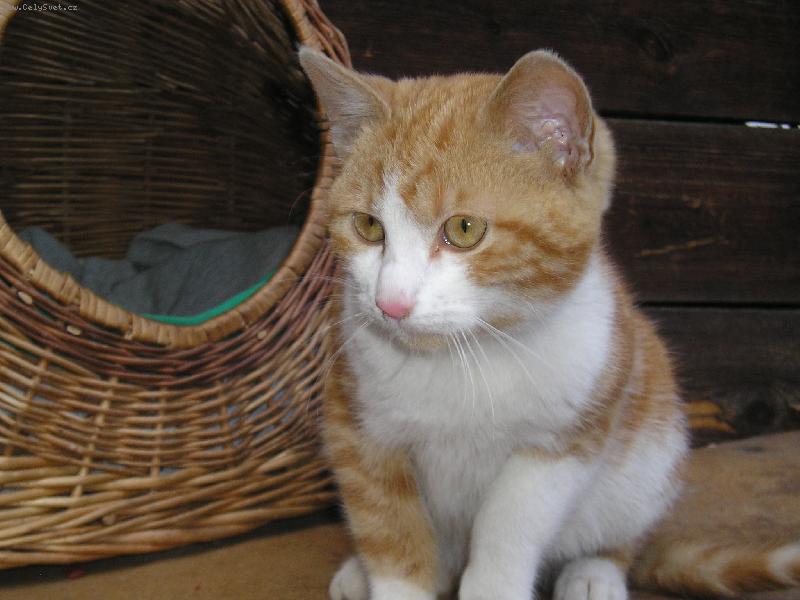 Foto: salem-salem u ko��ku