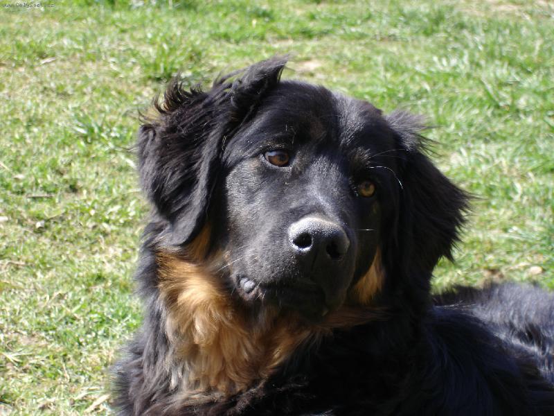 Foto: Max - 7 m�s�c�-Hovawart