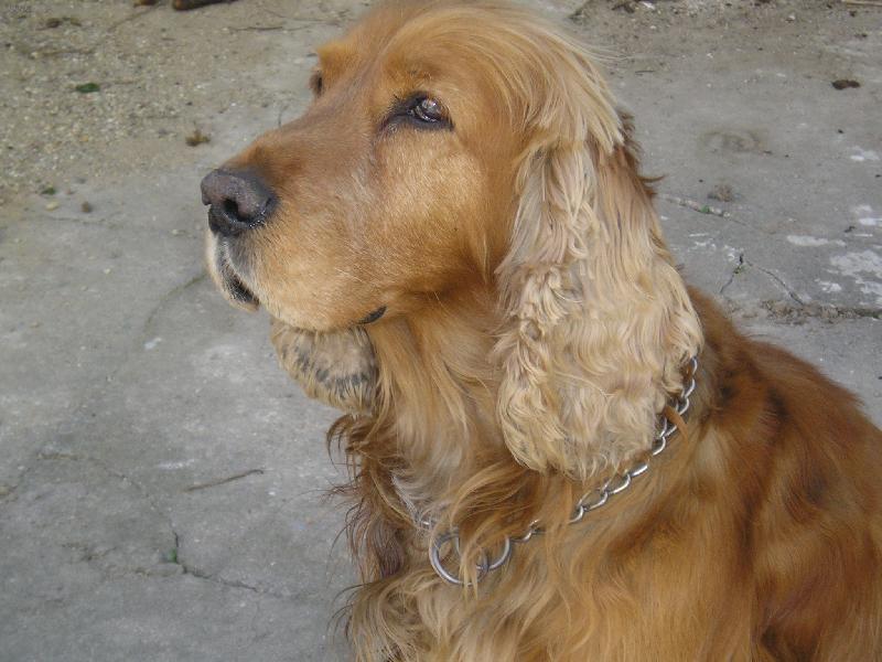 Foto: jesin-jesik hl�d�