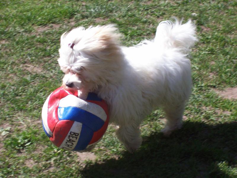 Foto: fotbal, to je hra...