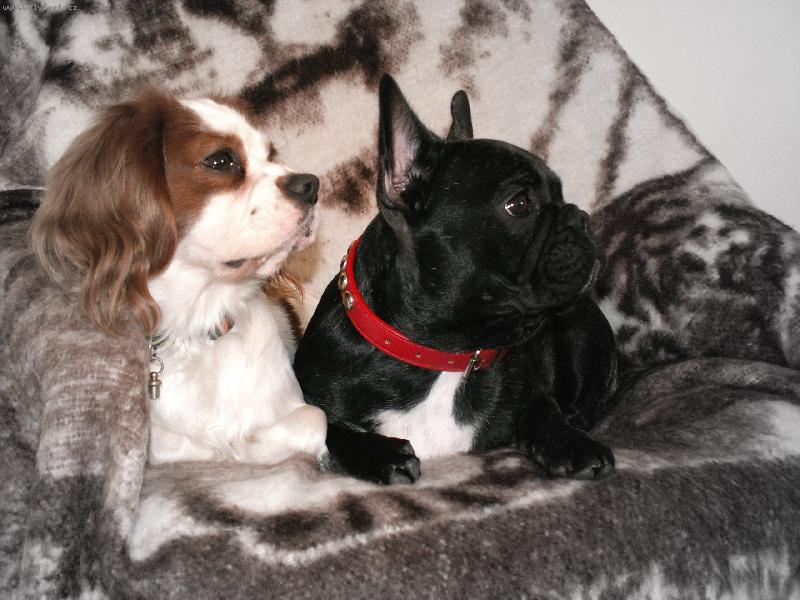 Foto: Ka�enka a Bela