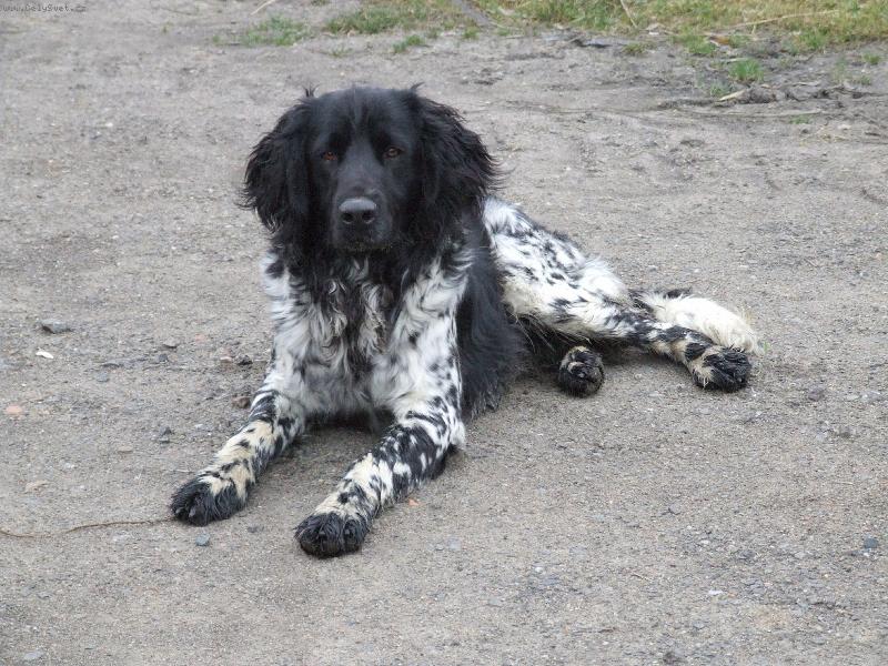 Foto: Kim od Star� vsi