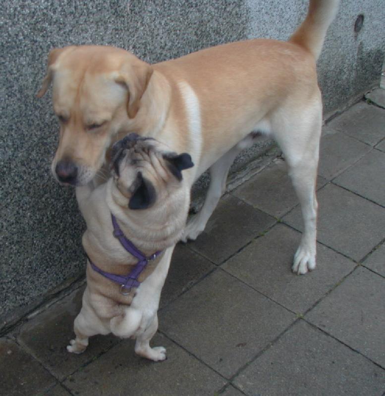 Foto: P��telsk� ob�t�-Mops�k Bert�k a labrador Archibald