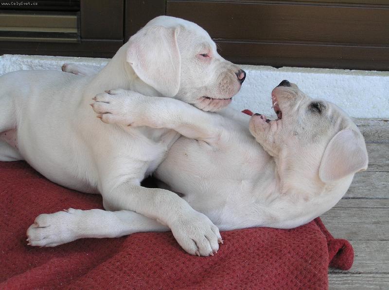 Foto: Don T   Dragon Blansk� les