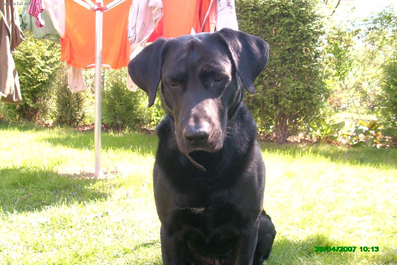 Foto: M�j pes Honza-M�j labradorsk� retr�ver Honz�k