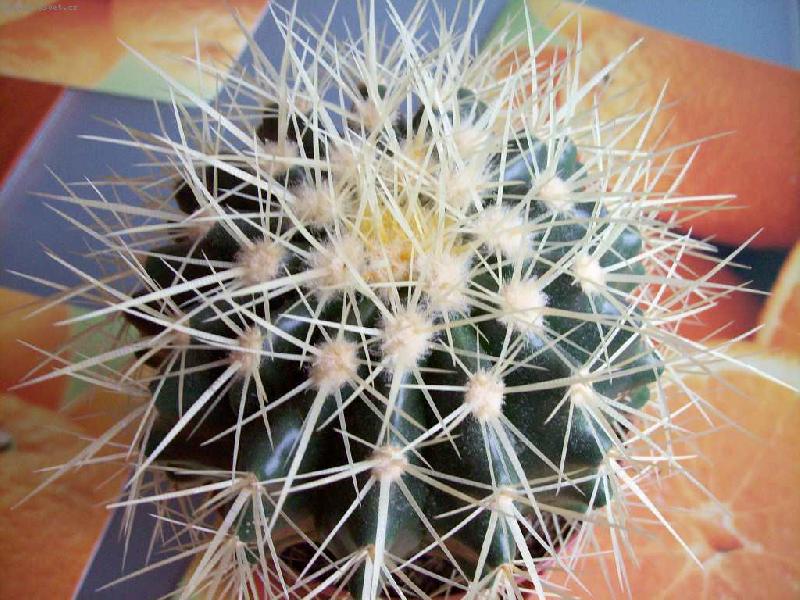 Foto: echinokaktus