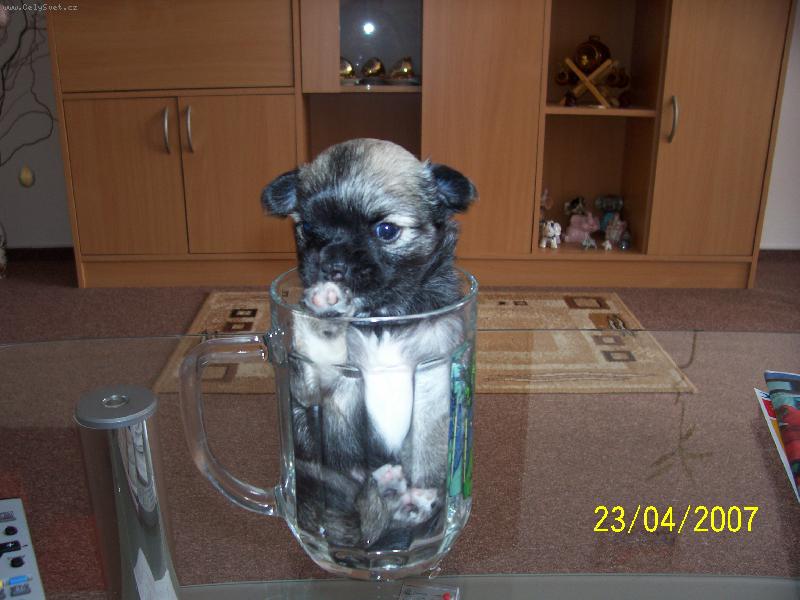 Foto: nepijte mn�-ja nejsem PIVO!