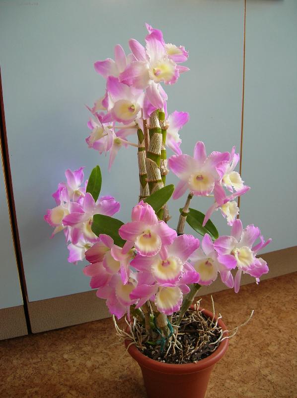Foto: Dendrobium nobile
