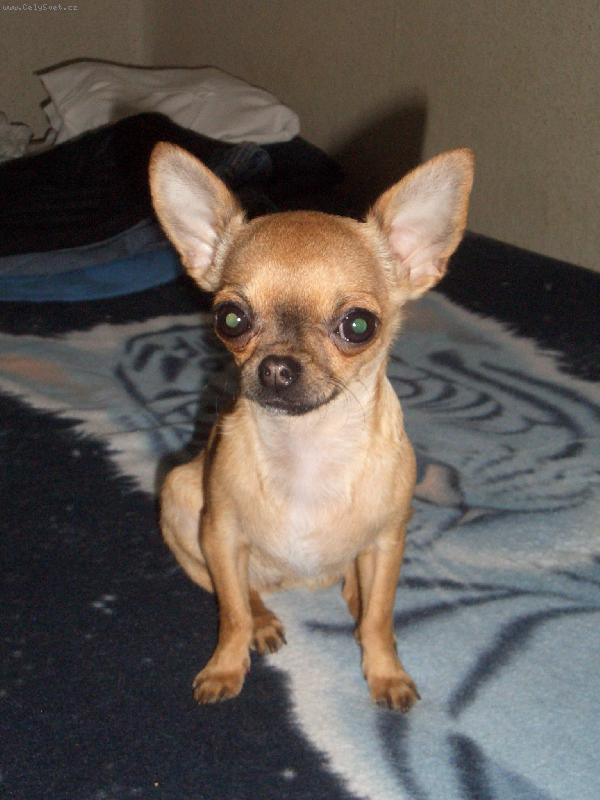 Foto: miuska-ja som ,ale fesanda