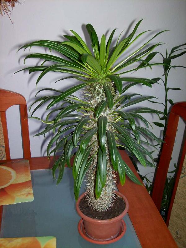 Foto: pachypodium
