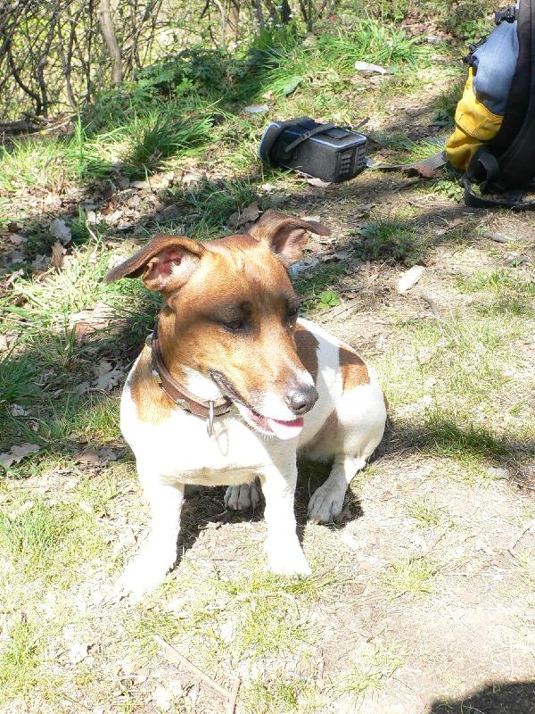 Foto: Jackie-na proch�zce v lese