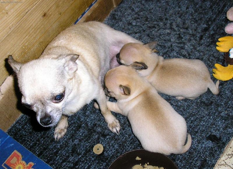 Foto: poj�zdn� ml�k�rna :-)))