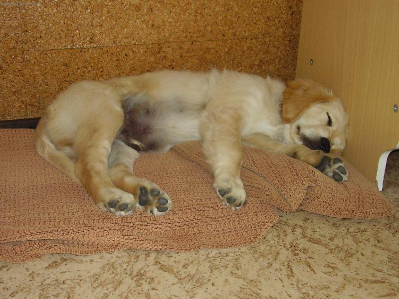 Foto: Denny-N� dennynek chrn�