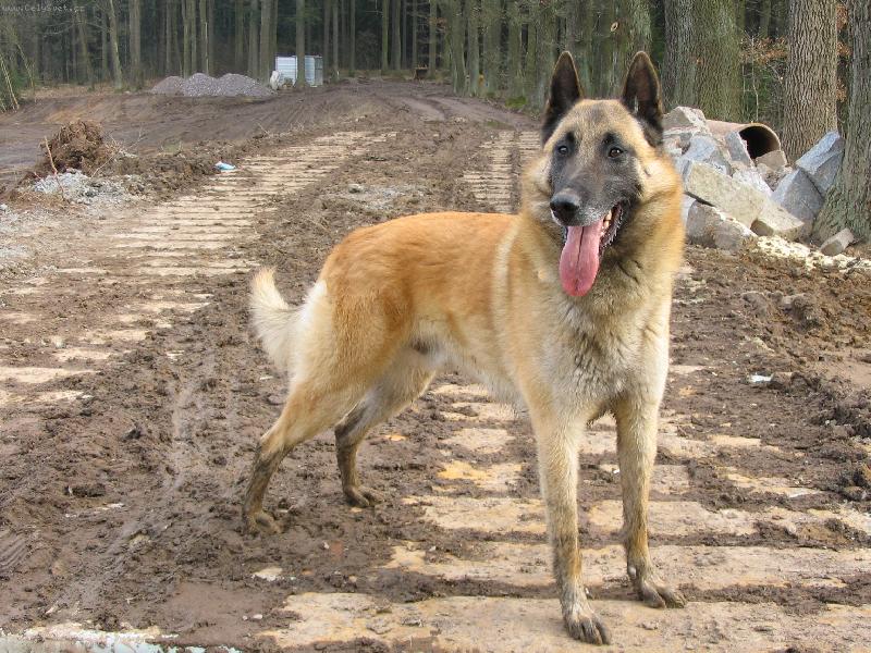 Foto: zabahn�n� Mali��k - Ar�nek