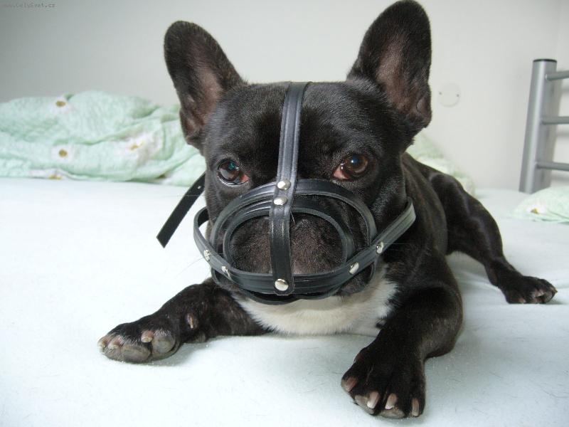 Foto: Hannibal z Brna :-)