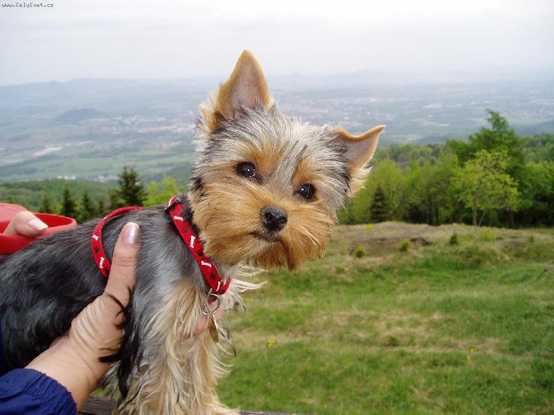 Foto: CHERRY-ost��han� CHERRY - 4 m�s�ce