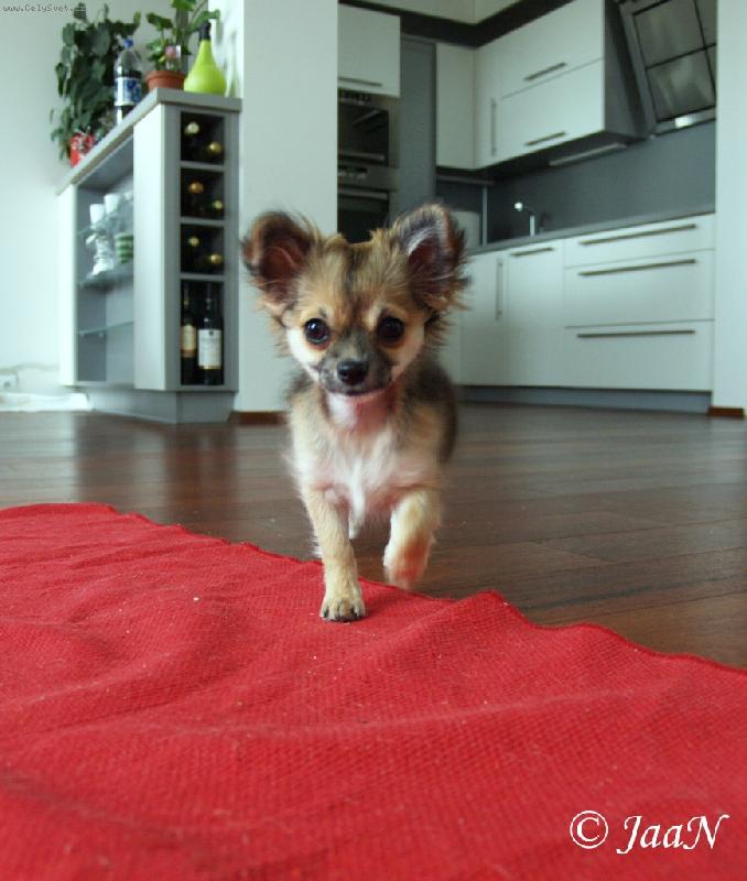 Foto: Gladys Chomutovsk� Amorek