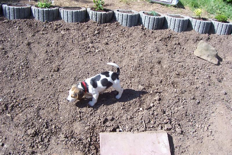 Foto: S�ra-S�ra zahradni��