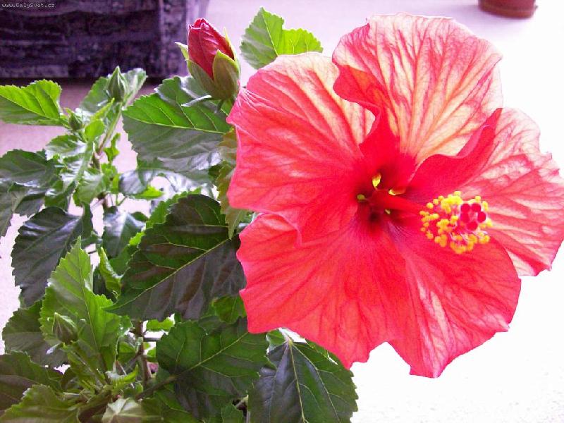 Foto: oran�ov� ibi�ek