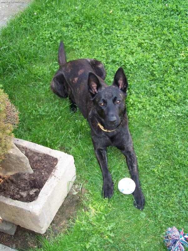 Foto: Arwin Silber aus M�hrischen Bergen