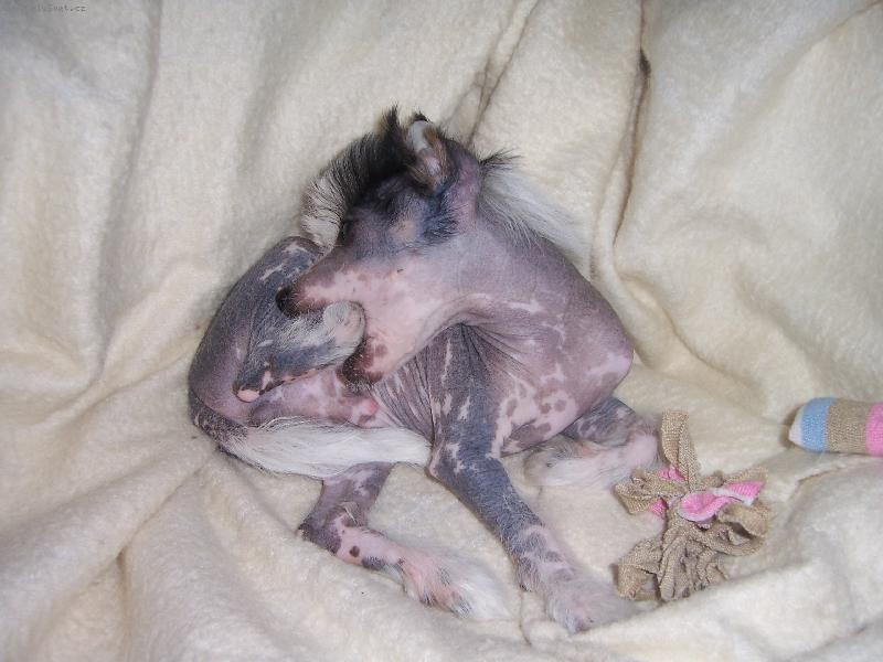 Foto: Chatan Taijan Mahtob-Jsem roztomil� miminko