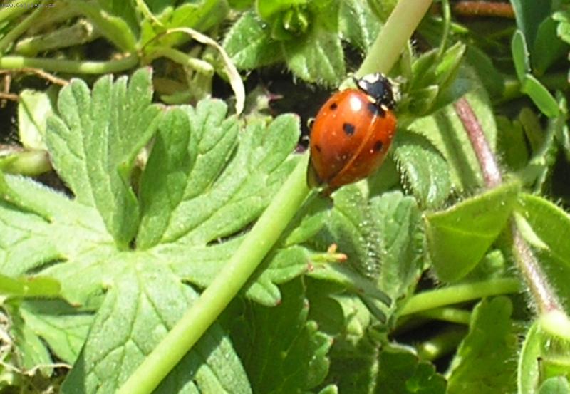 Foto: Beru�ka-Beru�ka