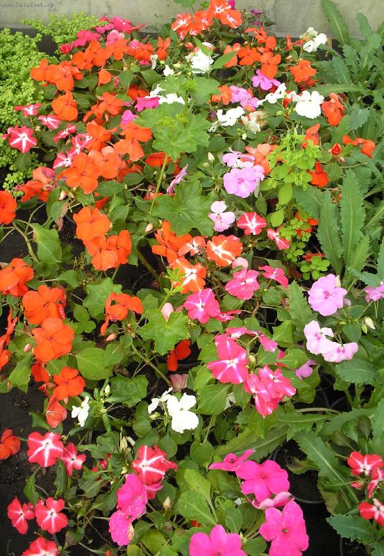 Foto: Kyti�ky-Kyti�ky