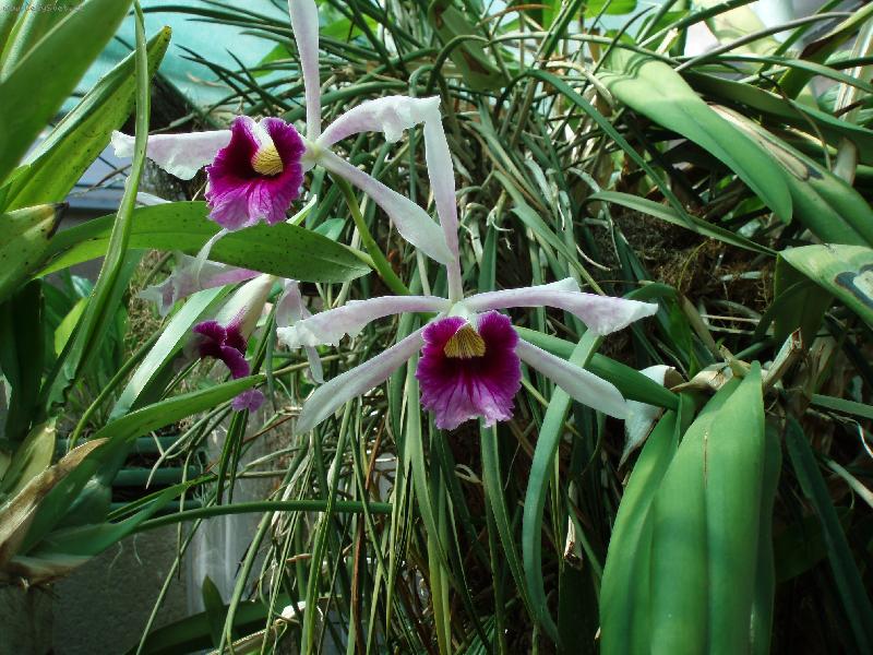 Foto: N�v�t�va u Anonyma