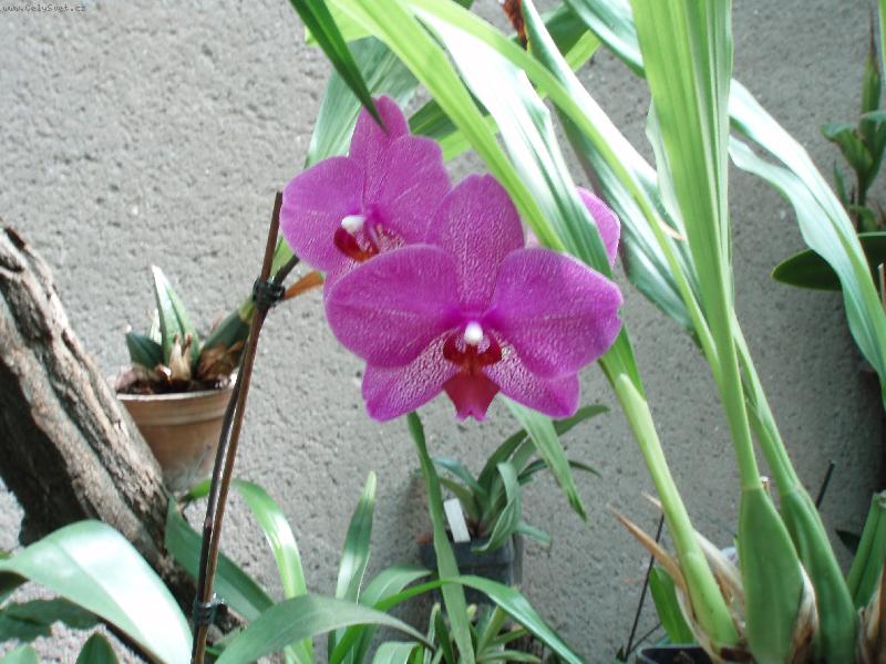 Foto: N�v�t�va u Anonyma