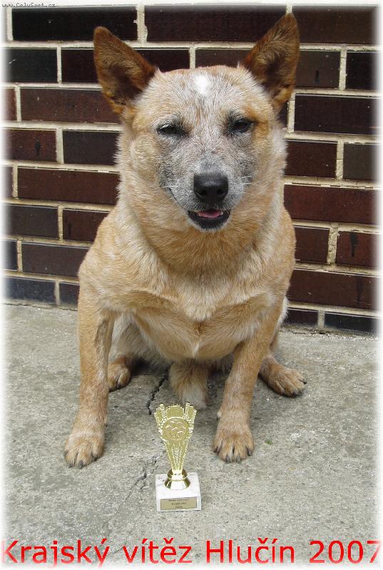 Foto: Australsk� hon�ck� pes-Aussie Balmoral Moravia