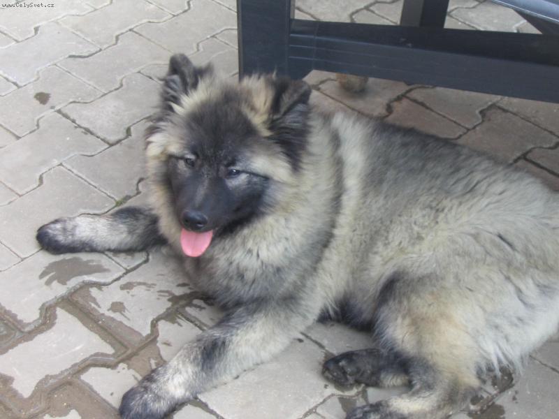 Foto: Baronek odpo��v� :)