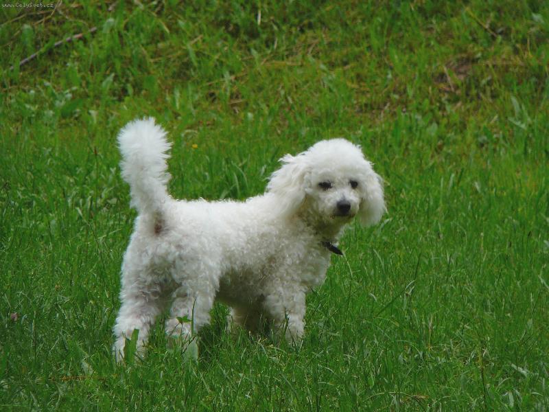 Foto: Danny na proch�zce