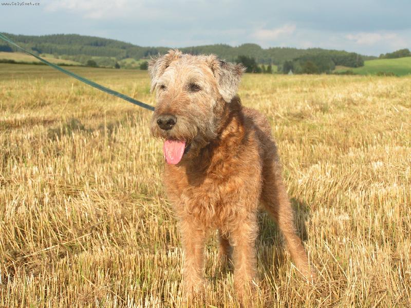 Foto: Bub�k z Bezstr�n�