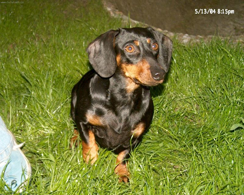 Foto: Bar�a-pes v tr�v�