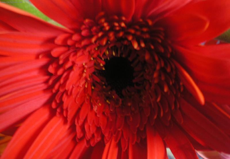 Foto: Gerbera-Gerbera