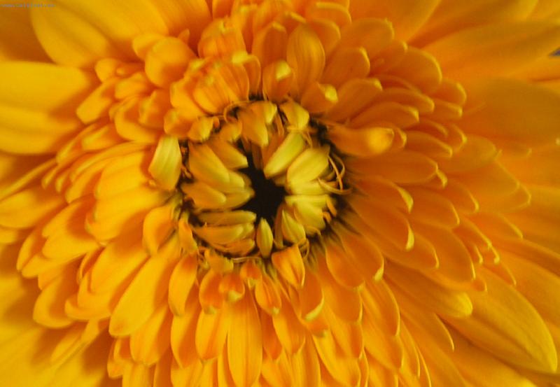 Foto: Gerbera-Gerbera