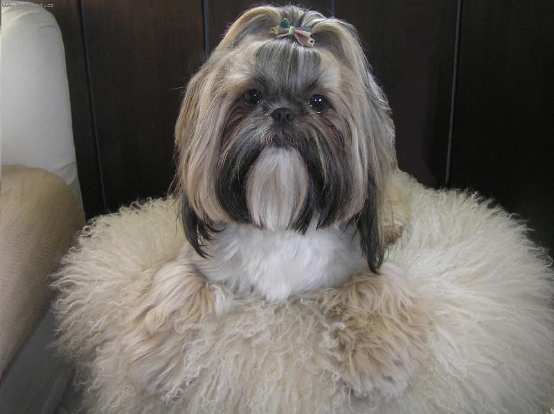 Foto: AISHINKA-ro�n� ps� sle�na