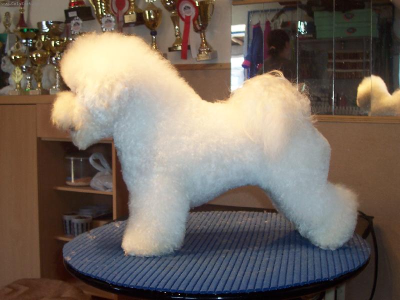 Foto: Alespon jeden vypada jako bichon-moderni strih bisonka