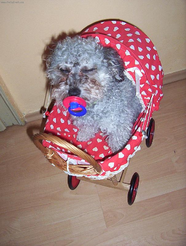 Foto: Barevn� bolo�sk� ps�k-http://hh.liberec.net