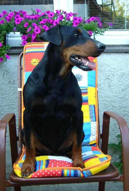 Foto: Drym Pinscher KING BLACK