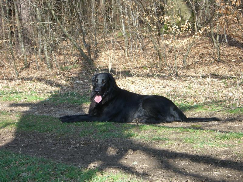 Foto: Flat Coated-Nas mazel !