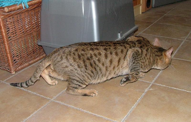 Foto: Savanov� kocour Aabu (F5)