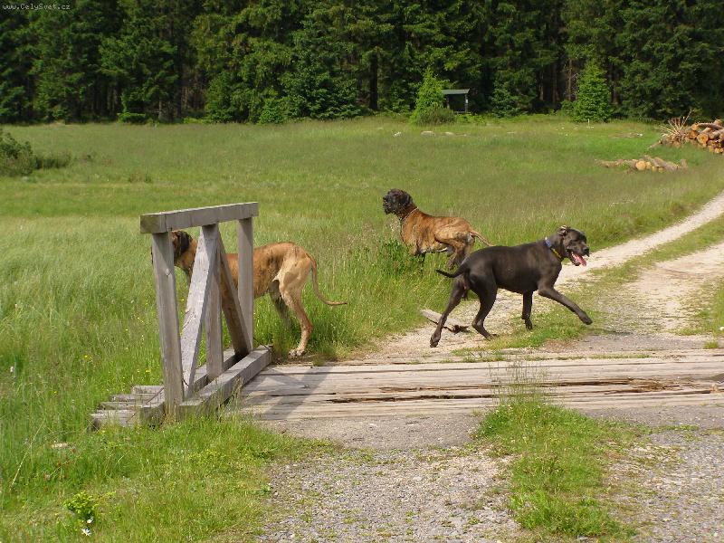 Foto: na proch�zce-Amigo, Ascani a Lul :-)))