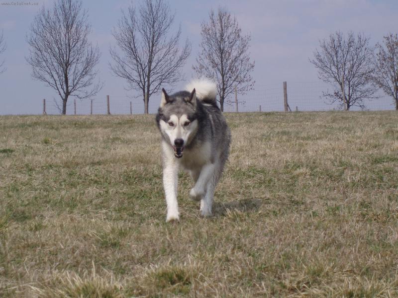 Foto: Na�e malamutsk� krasavice Eibinka